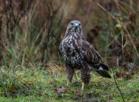 Buzzard