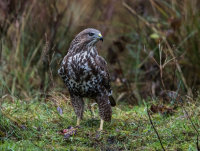Buzzard
