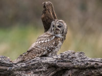 Tawny-Owl