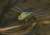 Emperor-Dragonfly-female