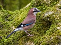 Jay