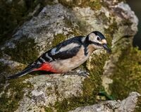 Great-spotted-Woodpecker (f)