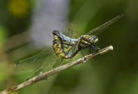 Black-tailed-Skimmers
