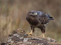Buzzard