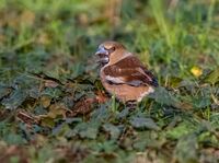 Hawfinch (f)