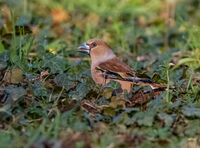 Hawfinch (f)