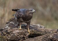 Buzzard
