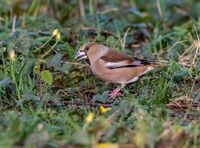 Hawfinch (f)