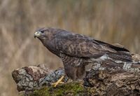 Buzzard