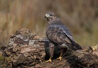Buzzard