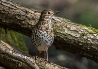 Songthrush