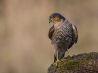 Sparrowhawk (m)