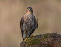 Sparrowhawk (m)