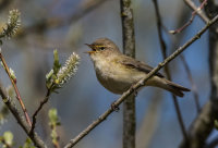 Chiffchaff