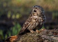 Tawny-Owl