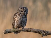 Tawny-Owl