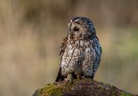Tawny-Owl