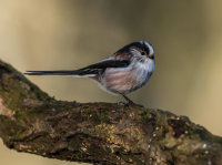 Long-tailed-Tit