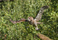 Tawny-Owl