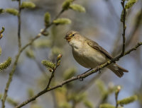 Chiffchaff