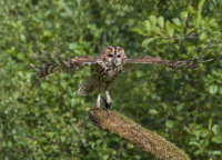 Tawny-Owl