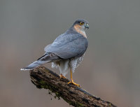 Sparrowhawk (m)