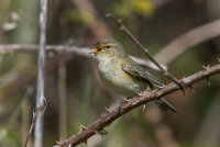 Chiffchaff
