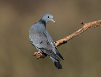 Stock-Dove