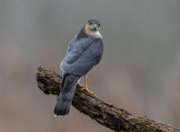 Sparrowhawk (m)