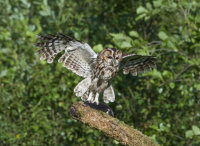 Tawny-Owl