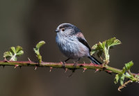 Long-tailed-Tit