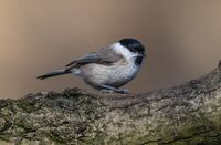 Marsh-Tit