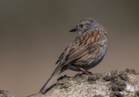 Dunnock