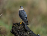 Sparrowhawk (m)