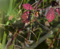 Southern-Hawker-female