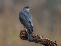 Sparrowhawk (m)