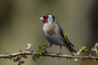 Goldfinch