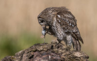 Tawny-Owl