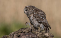 Tawny-Owl