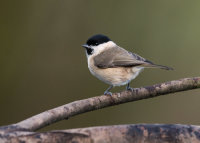 Marsh-Tit