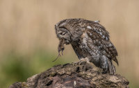 Tawny-Owl