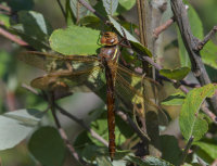 Brown-Hawker-female