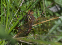 Brown-Hawker-female