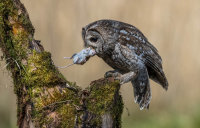 Tawny-Owl