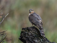 Sparrowhawk (f)