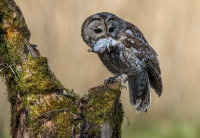 Tawny-Owl