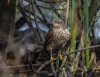 Sparrowhawk (f)