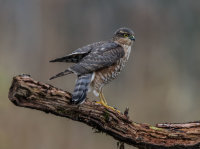 Sparrowhawk (f)