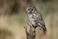 Tawny-Owl