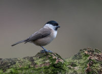 Marsh-Tit